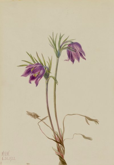Amerikai Pasqueflower Pulsatilla ludoviciana, 1922. alkotó: Mary Vaux Walcott