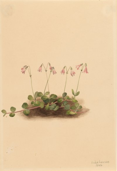 Amerikai ikervirág (Linnaea borealis americana) alkotó: Mary Vaux Walcott