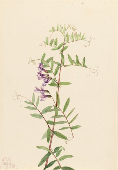 American Vetch Vicia americana, 1922. alkotó: Mary Vaux Walcott