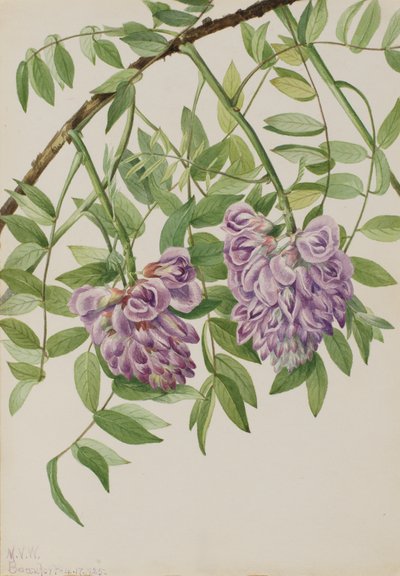 Amerikai Wisteria Kraunhia frutescens, 1925. alkotó: Mary Vaux Walcott