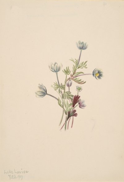 Anemone Anemone drummondii, 1907. alkotó: Mary Vaux Walcott