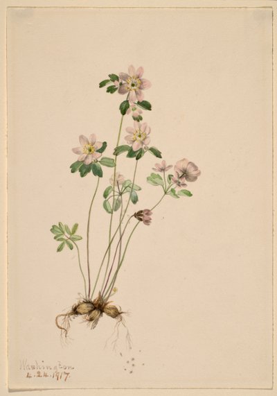 Anemonella (Syndesmon thalictroides) alkotó: Mary Vaux Walcott