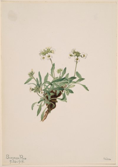 Arabis drummondii alkotó: Mary Vaux Walcott