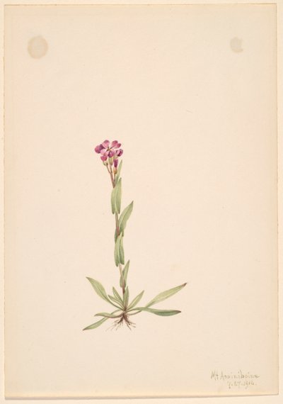 Arabis lyallii, 1916. alkotó: Mary Vaux Walcott
