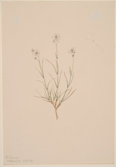 Arenaria formosa alkotó: Mary Vaux Walcott