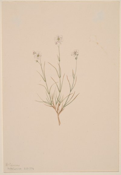 Formosa homokkő, 1904. alkotó: Mary Vaux Walcott