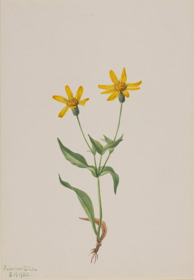 Arnica alpina alkotó: Mary Vaux Walcott