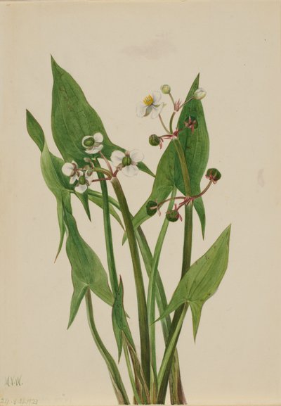 Arum nyílhegy Sagittaria cuneata, 1923. alkotó: Mary Vaux Walcott