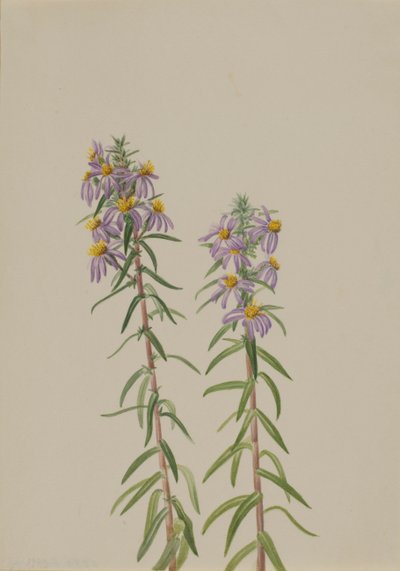Aster Aster hirariifolius, 1923. alkotó: Mary Vaux Walcott