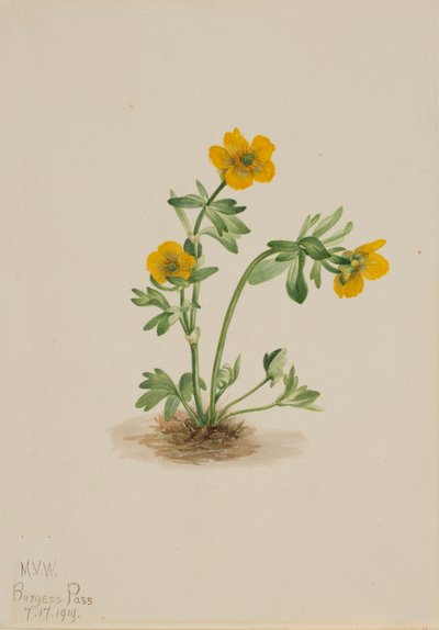 Lavinaboglárka Ranunculus suksdorfii, 1919. alkotó: Mary Vaux Walcott