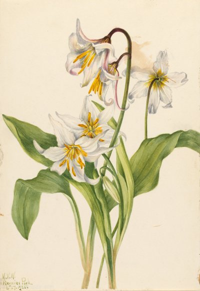 Lavina Liliom (Erythronium montanum) alkotó: Mary Vaux Walcott