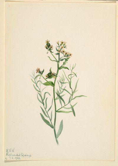Fattyú varangyvirág (Comandra pallida) alkotó: Mary Vaux Walcott