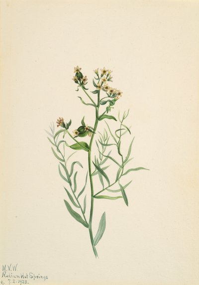 Bastard Toadflax Comandra pallida, 1923. alkotó: Mary Vaux Walcott