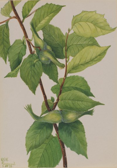 Csőrmogyoró Corylus rostrata, 1932. alkotó: Mary Vaux Walcott