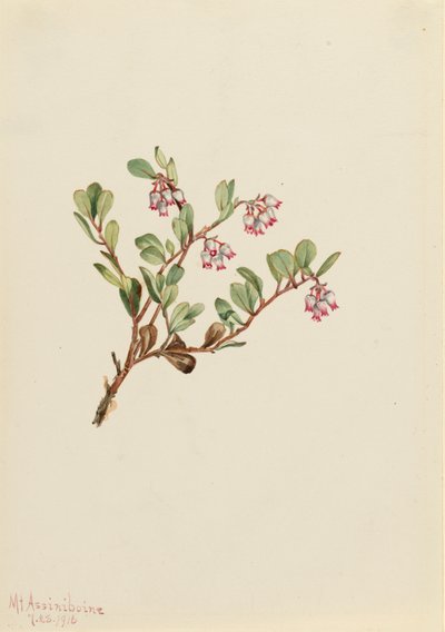 Medveszőlő Arctostaphylos szőlőmedve, 1916 alkotó: Mary Vaux Walcott