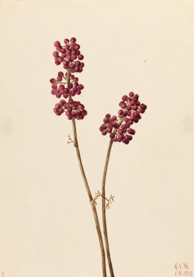 Szépség bogyó (Callicarpa americana) alkotó: Mary Vaux Walcott