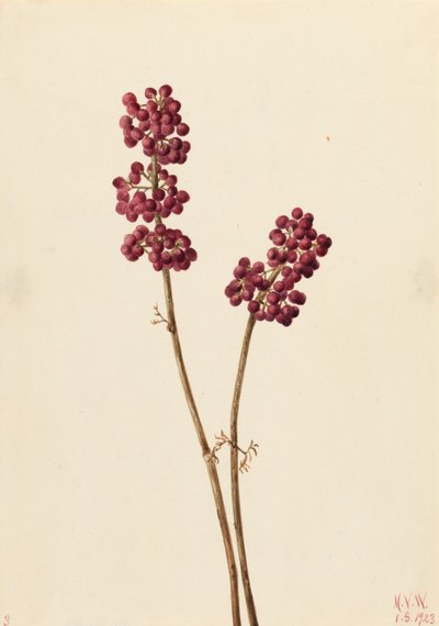 Beauty Berry Callicarpa americana, 1923. alkotó: Mary Vaux Walcott