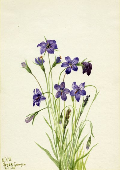Harangvirág (Campanula) alkotó: Mary Vaux Walcott