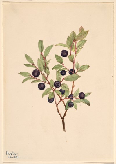 Nagy Whortleberry (Vaccinium membranaceum) alkotó: Mary Vaux Walcott