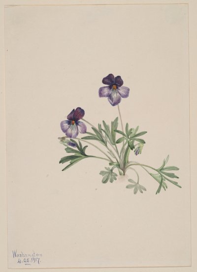 Madárláb ibolya (Viola pedata) alkotó: Mary Vaux Walcott