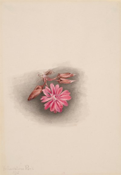Keserűgyökér Lewisia redivivia, 1915. alkotó: Mary Vaux Walcott