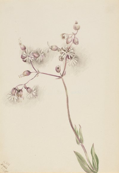 Hólyagtábor (Silene latifolia) alkotó: Mary Vaux Walcott