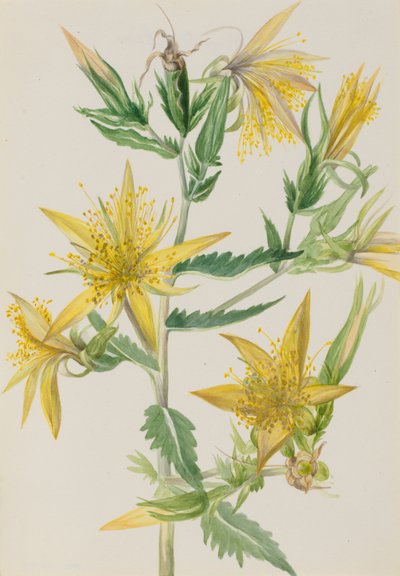 Lángoló csillag Mentzelia laevicaulis, kb. 1930-as évek. alkotó: Mary Vaux Walcott