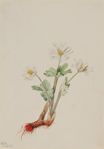 Vérgyökér (Sanguinaria canadensis) alkotó: Mary Vaux Walcott