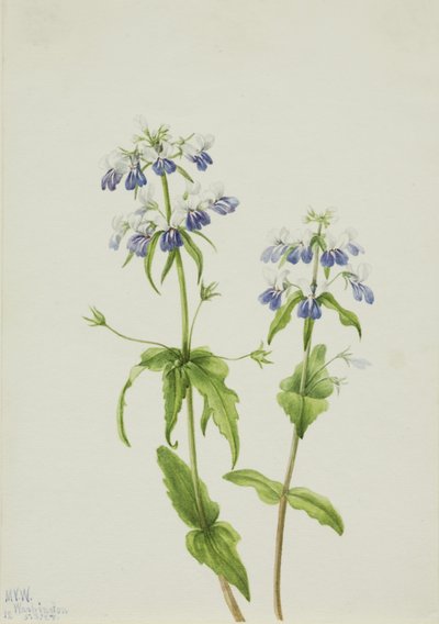 Kékszemű Mária (Collinsia verna) alkotó: Mary Vaux Walcott
