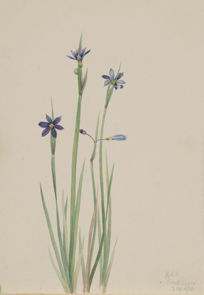 Kékszemű fű (Sisyrinchium angustifolium) alkotó: Mary Vaux Walcott