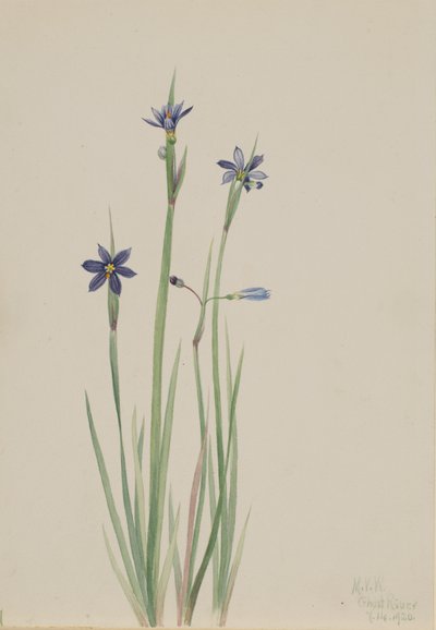 Kékszemű fű, Sisyrinchium angustifolium, 1920. alkotó: Mary Vaux Walcott