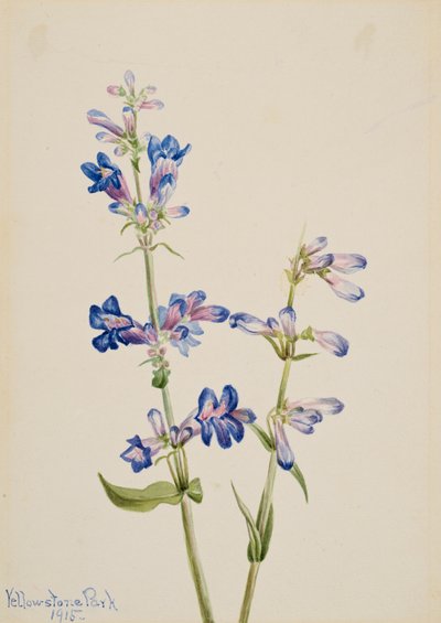 Blue Beardtongue Penstemon, 1915. alkotó: Mary Vaux Walcott