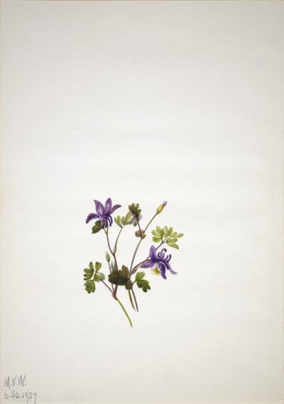 Kék Columbine (Aquilegia saximontana) alkotó: Mary Vaux Walcott