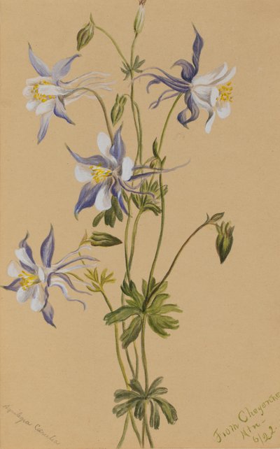 Kék Columbine Aquilegia caerulea, 1922 alkotó: Mary Vaux Walcott
