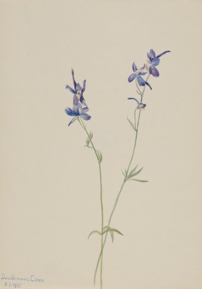 Kék szarkaláb (Delphinium nuttallianum) alkotó: Mary Vaux Walcott