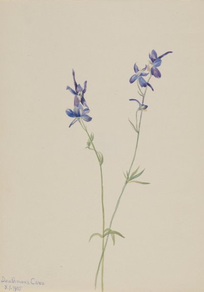 Blue Larkspur Delphinium nuttallianum, 1905. alkotó: Mary Vaux Walcott