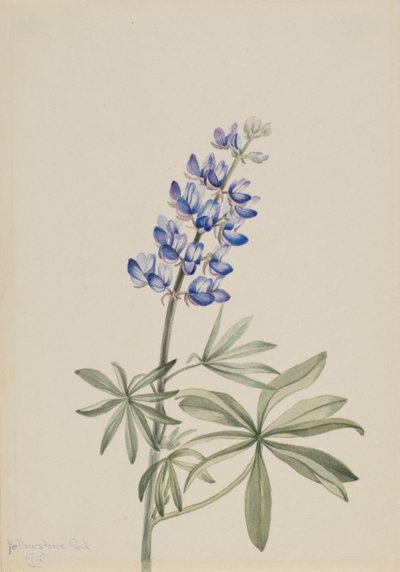 Kék csillagfürt Lupinus argenteus, 1915. alkotó: Mary Vaux Walcott
