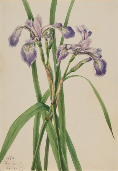 Blueflag Iris Iris versicolor, 1919. alkotó: Mary Vaux Walcott