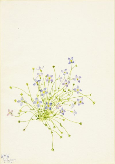 Kékfű (Houstonia serpyllifolia) alkotó: Mary Vaux Walcott