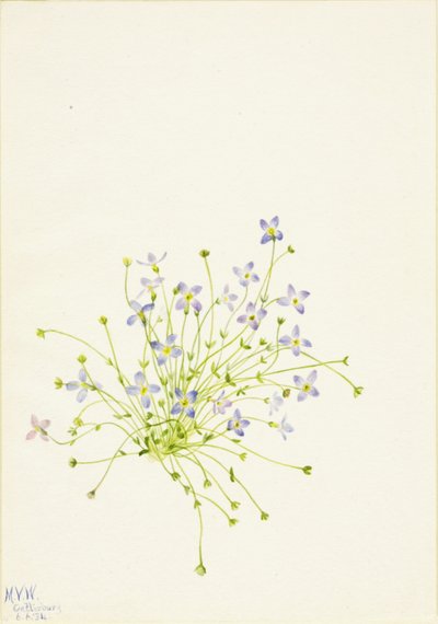 Bluets Houstonia serpyllifolia, 1934. alkotó: Mary Vaux Walcott