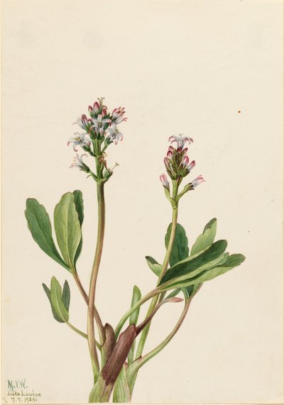 Bogbean Menyanthes trifoliata, 1925. alkotó: Mary Vaux Walcott