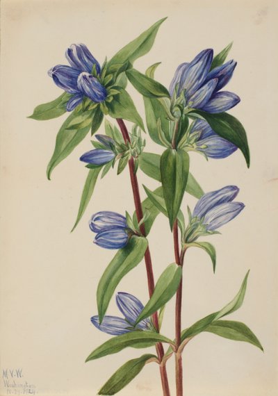 Bottle Gentian (Gentiana saponaria) alkotó: Mary Vaux Walcott