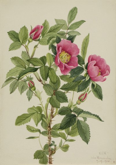 Rózsabimbó (Rosa bourgeauiana) alkotó: Mary Vaux Walcott