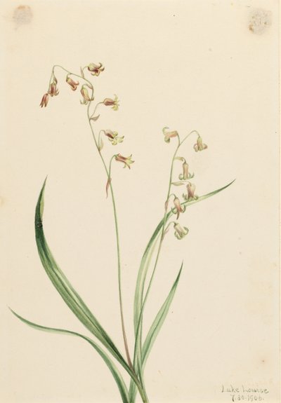 Bronzvirág (Stenanthium occidentale) alkotó: Mary Vaux Walcott