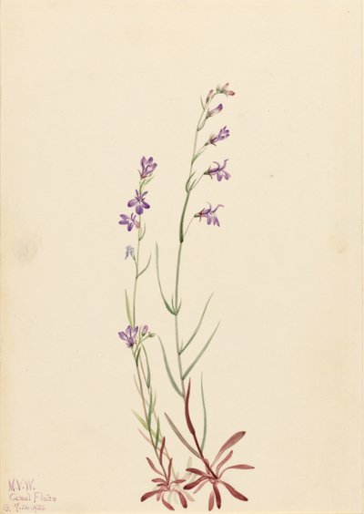 Patak Lobélia (Lobelia kalmii) alkotó: Mary Vaux Walcott