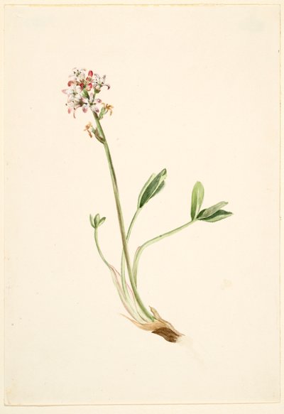 Buckbean (Menyanthes trifoliata) alkotó: Mary Vaux Walcott