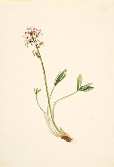 Buckbean Menyanthes trifoliata, kb. 1900-1920. alkotó: Mary Vaux Walcott