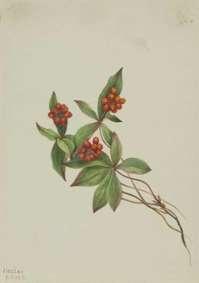 Bunchberry Cornus canadensis, 1916 alkotó: Mary Vaux Walcott
