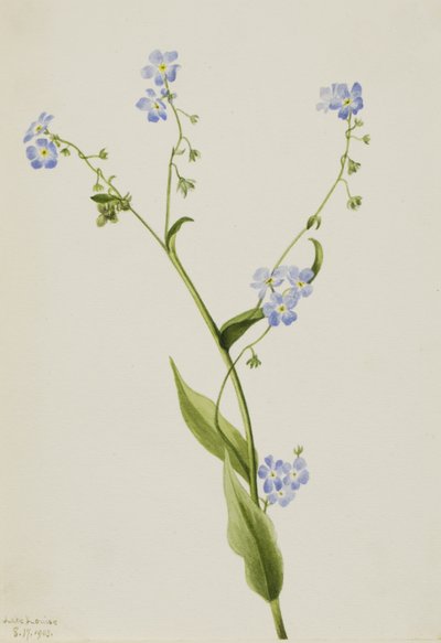 Bur-nefelejcs Lappula diffusa, 1903. alkotó: Mary Vaux Walcott