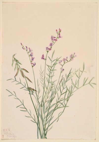 Burgess Milkvetch (Astragalus bourgovii) alkotó: Mary Vaux Walcott